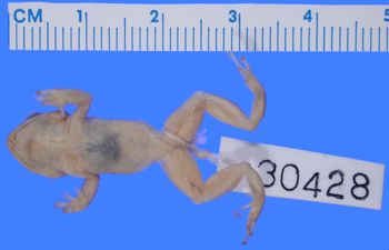 Media type: image; Herpetology A-30428